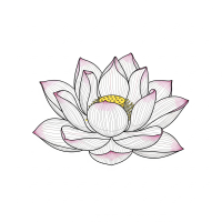 蓮